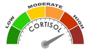 cortisol and weight