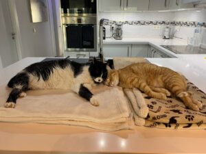 Martin and Marion's cats