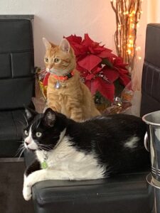 Martin and Marion Shirran cats